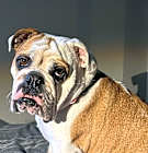 Photo of Dolly