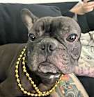 Photo of Otis