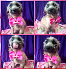 Photo of NALA