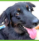 Photo of Duma