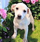 Photo of Bodhi