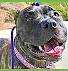 Photo of Buddy