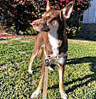 Photo of Dahlia