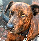 Photo of Cowboy