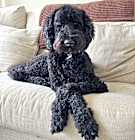 Photo of BLAZE