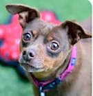 Photo of Coco