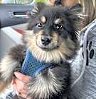 Photo of Rocco