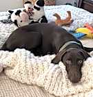 Photo of Baloo