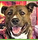 Photo of Whiskey