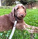 Photo of Coco