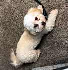 Photo of Miso