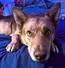 Photo of Tanner