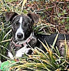 Photo of Dizzy