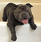 Photo of Logan (American bully)