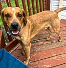 Photo of Rusty