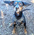 Photo of Ladybird
