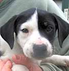 Photo of Oreo