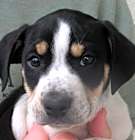 Photo of Chip