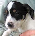 Photo of Raisin