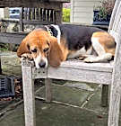 Photo of Ruckus