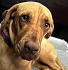 Photo of Cocoa