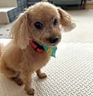 Photo of Cooper