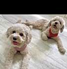 Photo of Bella