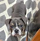 Photo of Porkchop