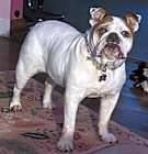 Photo of Lucy (pending medical)