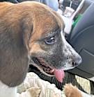 Moxie thumbnail image
