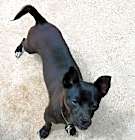 Photo of Pepper