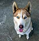 Photo of Bonito