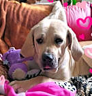 Photo of Babe #BrazilianMastiff wiggles