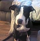 Photo of Harley