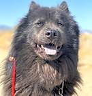 Photo of Smokey