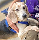 Photo of Luke *Adopt*