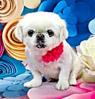 Photo of Annie