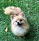 Photo of Sienna