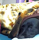 Photo of Luna