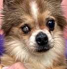 Photo of Zorro