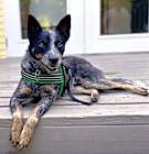 Photo of ASHER