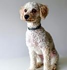 Photo of WILLIAM-URGENT-Help Needed