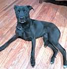 Photo of Olive
