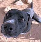 Photo of Bruno