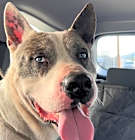 Photo of Sweet Romeo