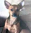 Photo of Alto