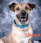Photo of Chispita