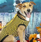 Photo of Gonzo