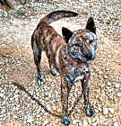 Photo of Duke(G)