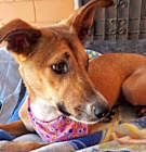 Photo of Brawny